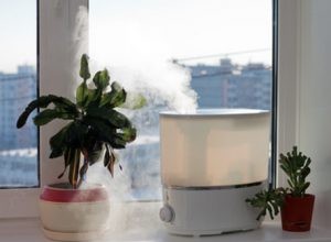 Guía experta: Cómo proteger tus plantas del invierno y asegurar su supervivencia