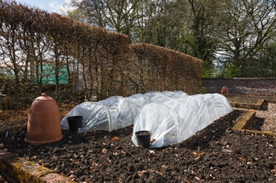 Cómo proteger sus plantas este invierno