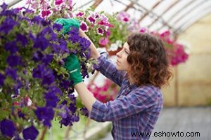 Cómo proteger sus plantas este invierno