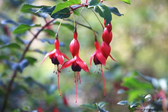 Cómo proteger sus plantas este invierno