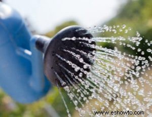 Cómo proteger sus plantas este invierno