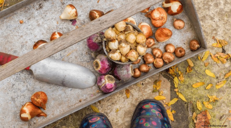 Guía para jardineros sobre qué plantar (y cosechar) este otoño