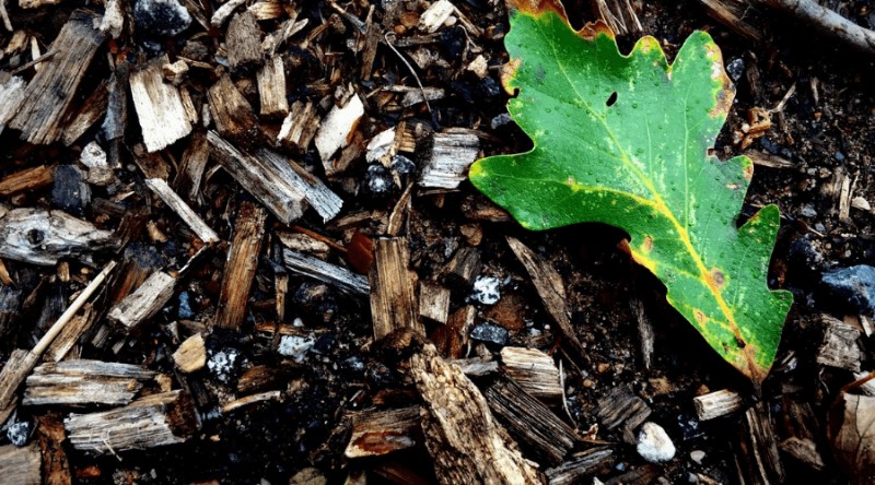 Guía para jardineros sobre qué plantar (y cosechar) este otoño