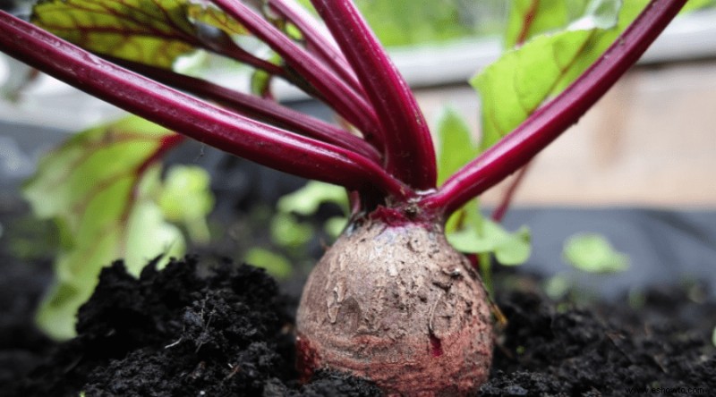 Guía para jardineros sobre qué plantar (y cosechar) este otoño