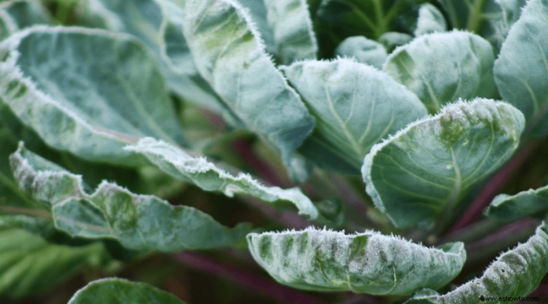 Guía para jardineros sobre qué plantar (y cosechar) este otoño