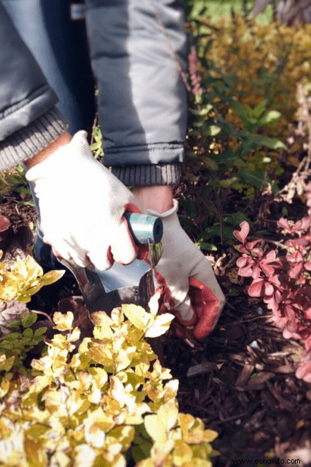 Guía para jardineros sobre qué plantar (y cosechar) este otoño