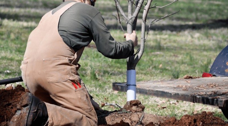 Guía para jardineros sobre qué plantar (y cosechar) este otoño