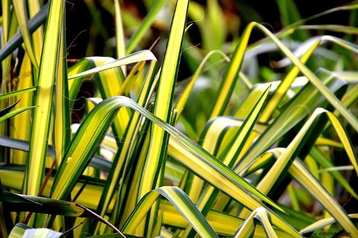 Lo que necesita saber sobre la jardinería de plantas araña