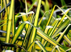 Lo que necesita saber sobre la jardinería de plantas araña