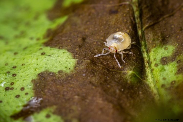 Lo que necesita saber sobre la jardinería de plantas araña