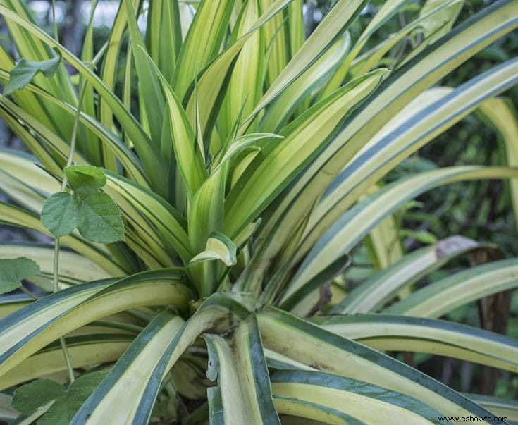 Lo que necesita saber sobre la jardinería de plantas araña