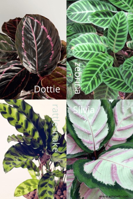 Guía de calathea:cómo cuidar su planta de calathea