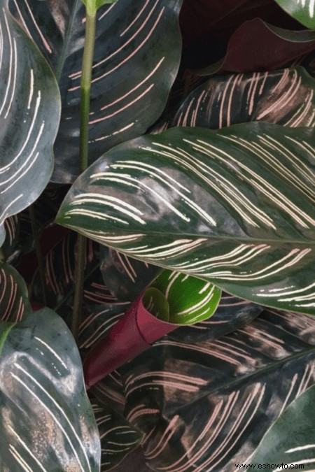 Guía de calathea:cómo cuidar su planta de calathea