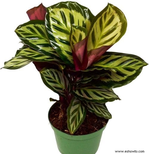 Guía de calathea:cómo cuidar su planta de calathea