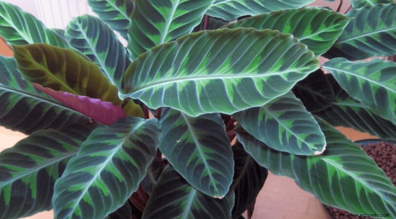 Guía de calathea:cómo cuidar su planta de calathea