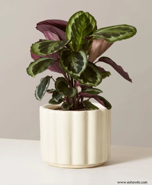 Guía de calathea:cómo cuidar su planta de calathea