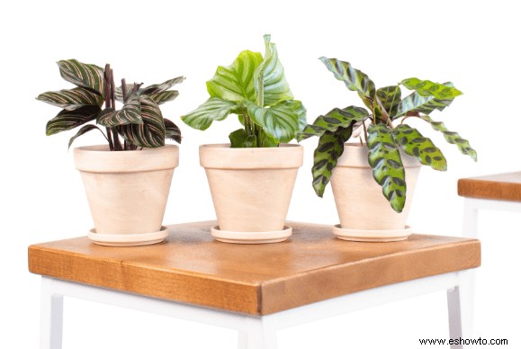 Guía de calathea:cómo cuidar su planta de calathea