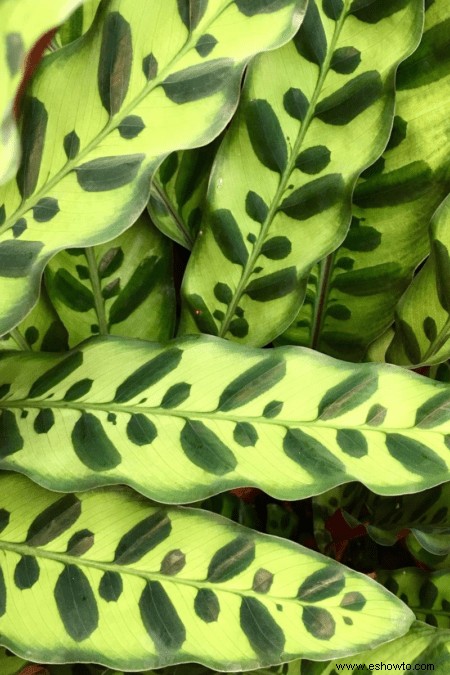 Guía de calathea:cómo cuidar su planta de calathea
