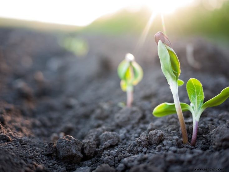 El mejor kit de prueba de suelo:una base saludable para el crecimiento de las plantas