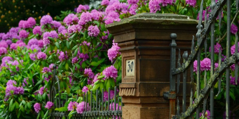 Guía completa de plantación y cuidado de rododendros