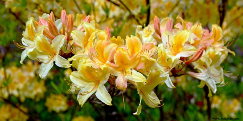 Guía completa de plantación y cuidado de rododendros