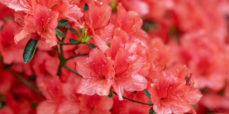 Guía completa de plantación y cuidado de rododendros