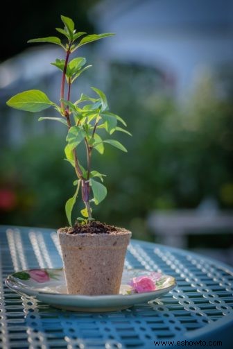 Cómo cultivar albahaca hermosa en solo 5 pasos