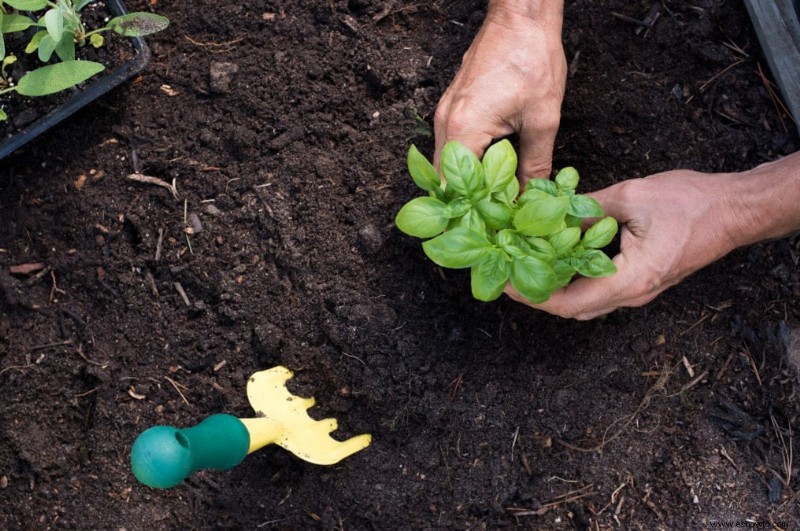 Cómo cultivar albahaca hermosa en solo 5 pasos