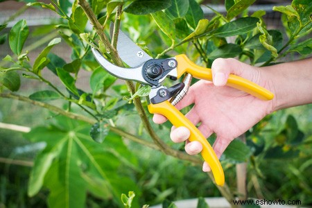 Beneficios de podar árboles frutales