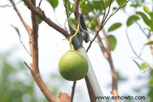 Beneficios de podar árboles frutales