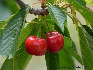 Beneficios de podar árboles frutales