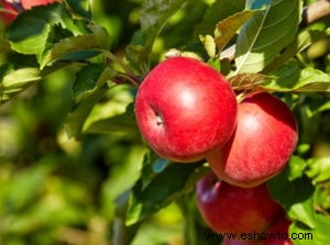 Beneficios de podar árboles frutales