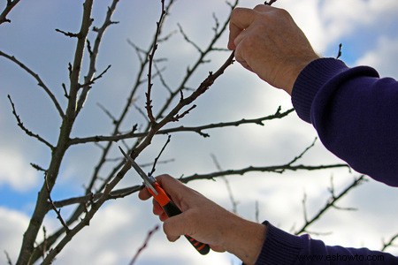 Beneficios de podar árboles frutales