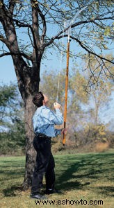 Beneficios de podar árboles frutales