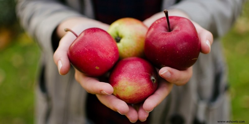 La mejor herramienta para recoger manzanas para su jardín