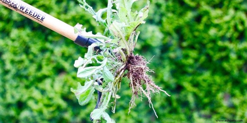 Las mejores herramientas para desherbar:5 formas de ayudar a erradicar la vegetación no deseada
