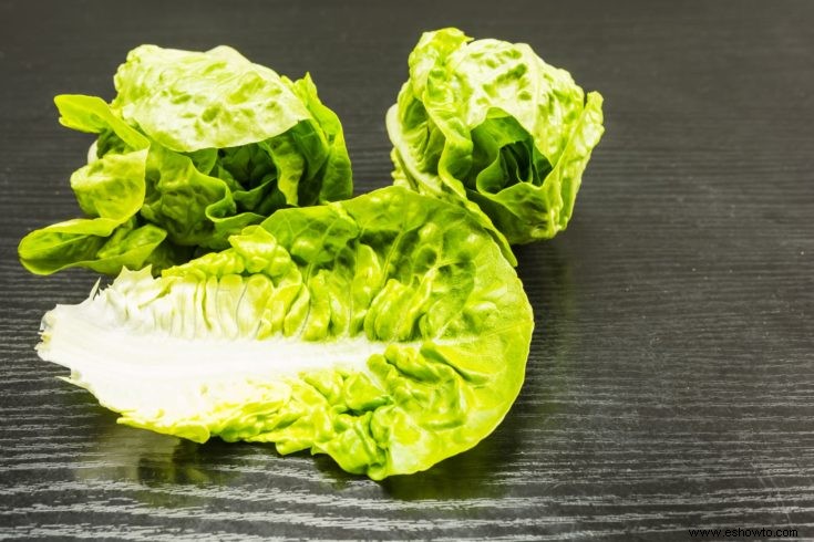 Todo sobre la lechuga:variedades y datos interesantes