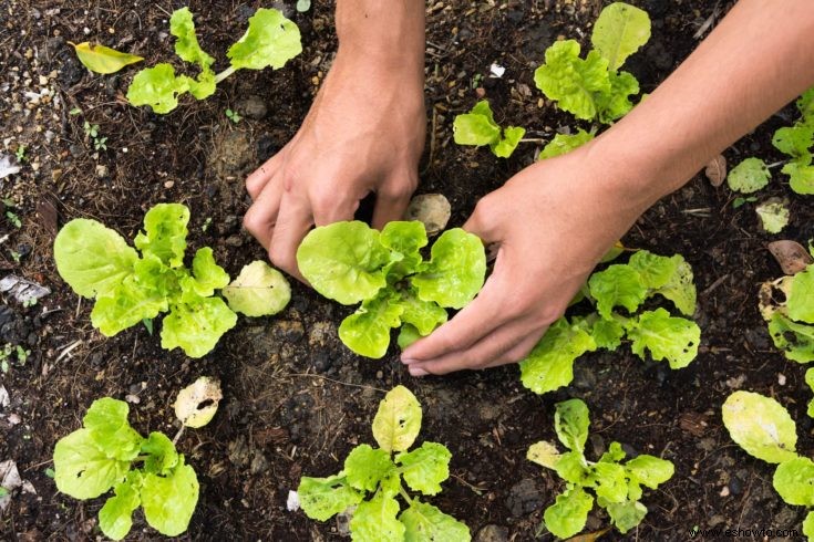 Todo sobre la lechuga:variedades y datos interesantes