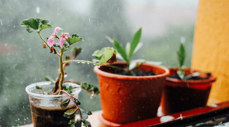 Ayuda para plantas de interior:¿Por qué se está muriendo mi planta?