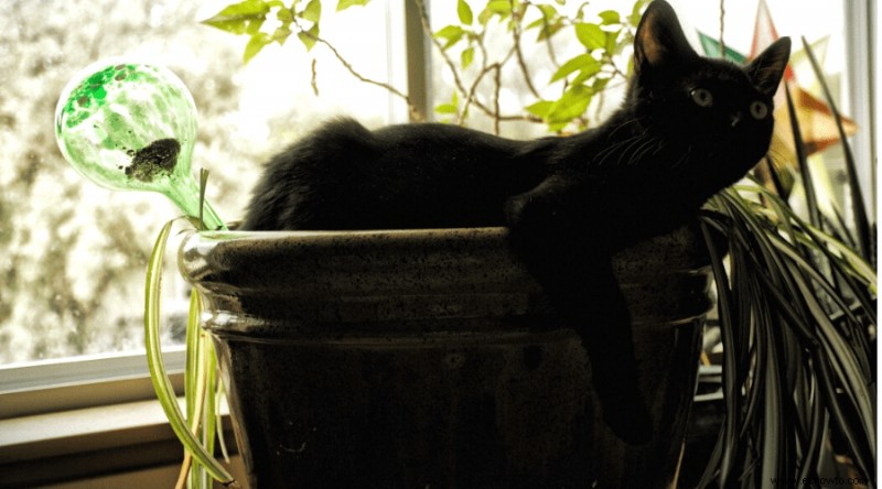 Ayuda para plantas de interior:¿Por qué se está muriendo mi planta?