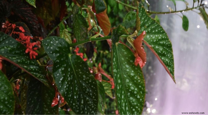 Guía de begonias:cómo cuidar las begonias de interior y exterior