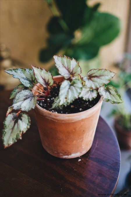 Guía de begonias:cómo cuidar las begonias de interior y exterior