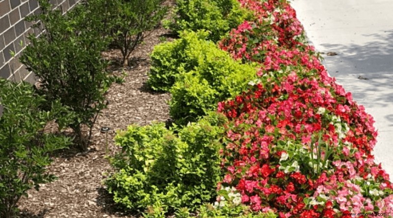 Guía de begonias:cómo cuidar las begonias de interior y exterior