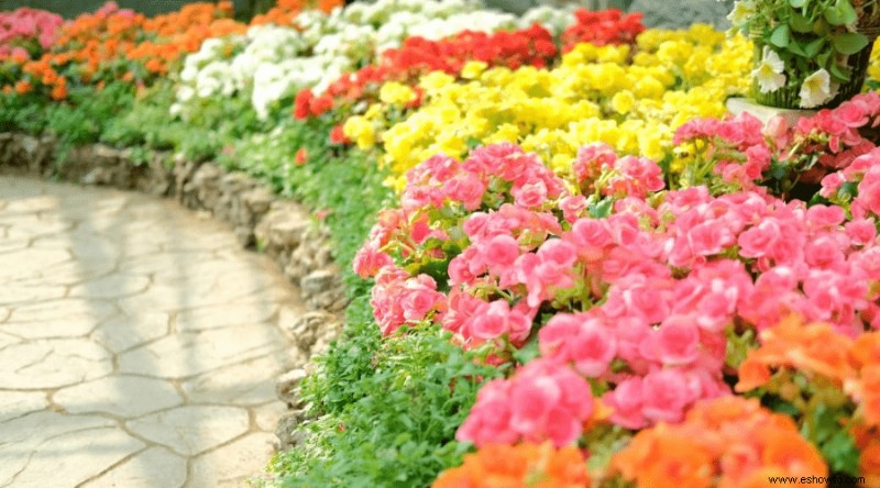 Guía de begonias:cómo cuidar las begonias de interior y exterior