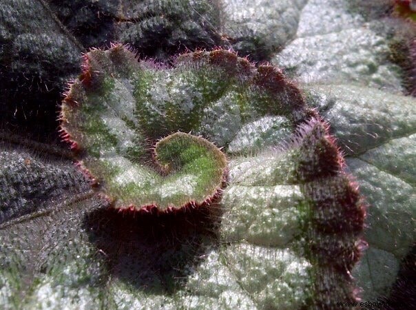 Guía de begonias:cómo cuidar las begonias de interior y exterior