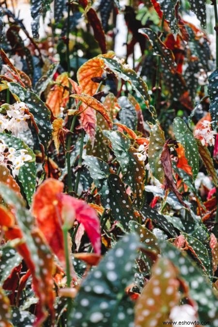 Guía de begonias:cómo cuidar las begonias de interior y exterior