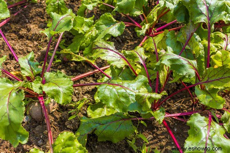 Horticultura para principiantes:comience de manera simple para obtener los mejores resultados