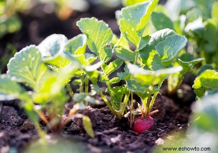 Horticultura para principiantes:comience de manera simple para obtener los mejores resultados