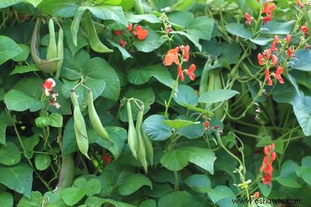 Horticultura para principiantes:comience de manera simple para obtener los mejores resultados