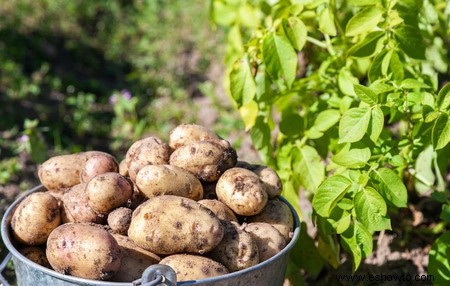 Horticultura para principiantes:comience de manera simple para obtener los mejores resultados